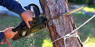 Best Tree Health Inspection  in Wallace, NC