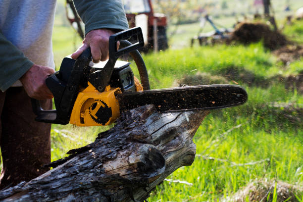 How Our Tree Care Process Works  in  Wallace, NC